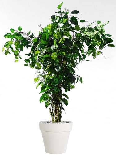 Pothos Tropical Tree 350 cm